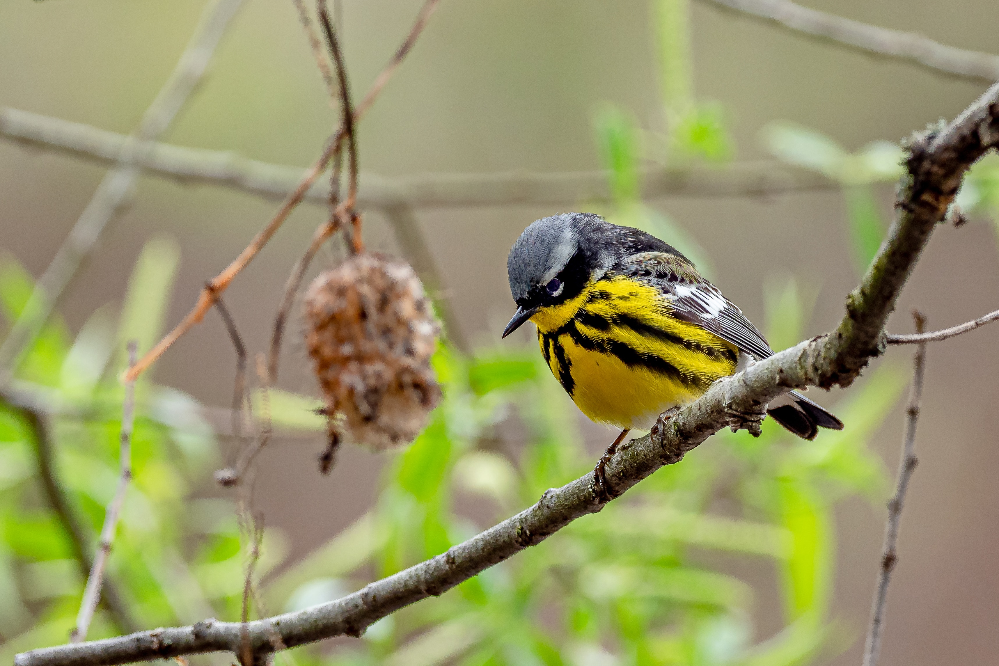 A Magnolia Warbler perches in a tree. A Magnolia Warbler perches in a tree.